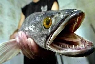 多鱼吃瓜爆料入口,独家内幕大公开