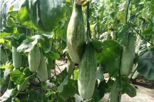 网红爆料吃瓜718,718事件背后的惊人真相